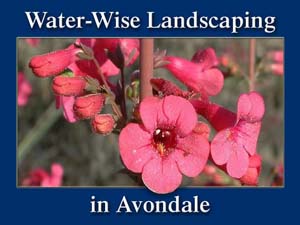 Water Wise Landscaping in Avondale